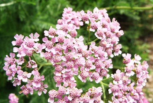 yarrow