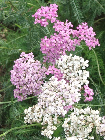 yarrow